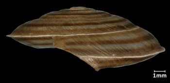 Media type: image;   Malacology 32516 Aspect: lateral
